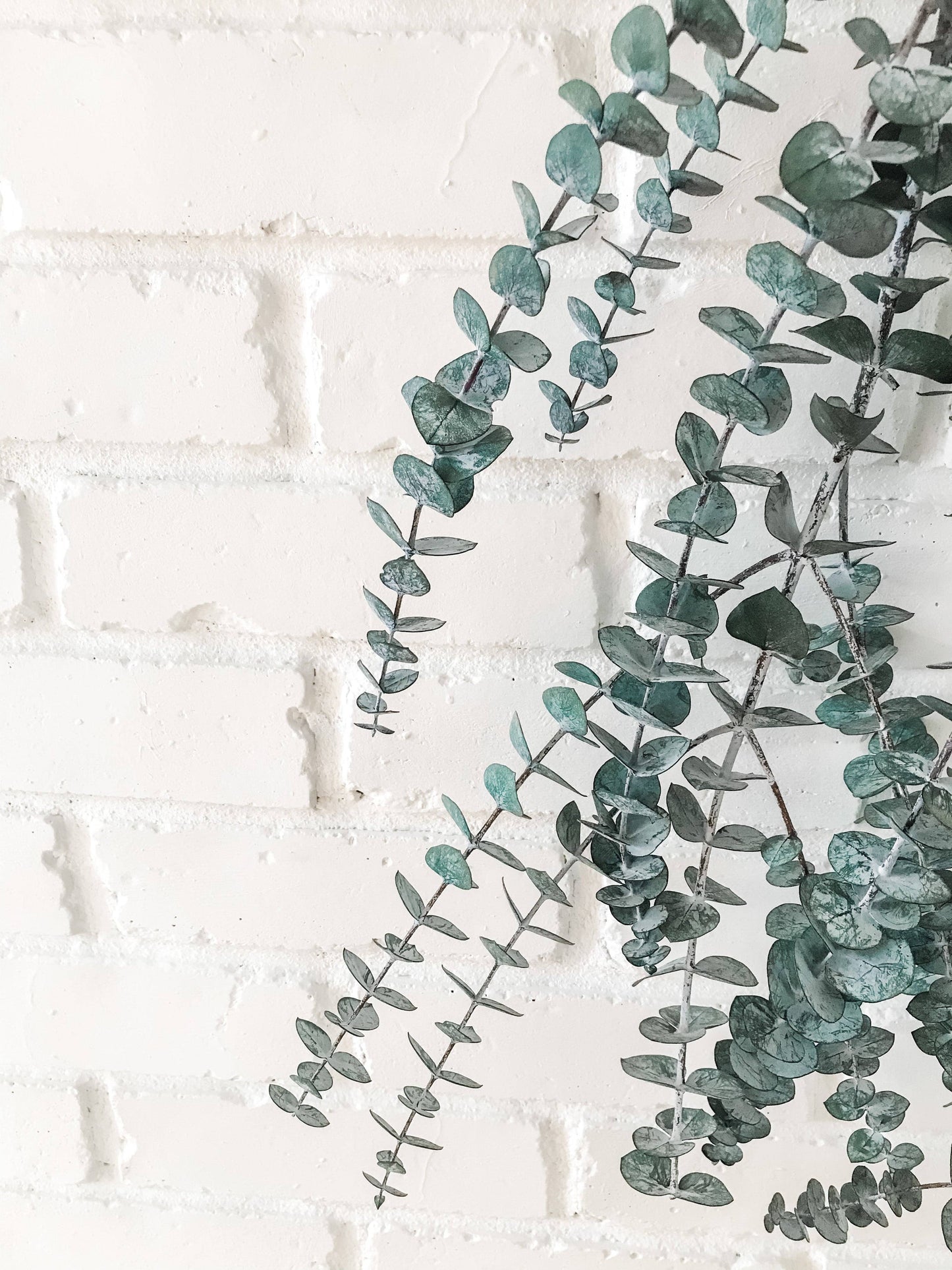 Eucalypt Co. - Eucalyptus Shower Bundle: Large