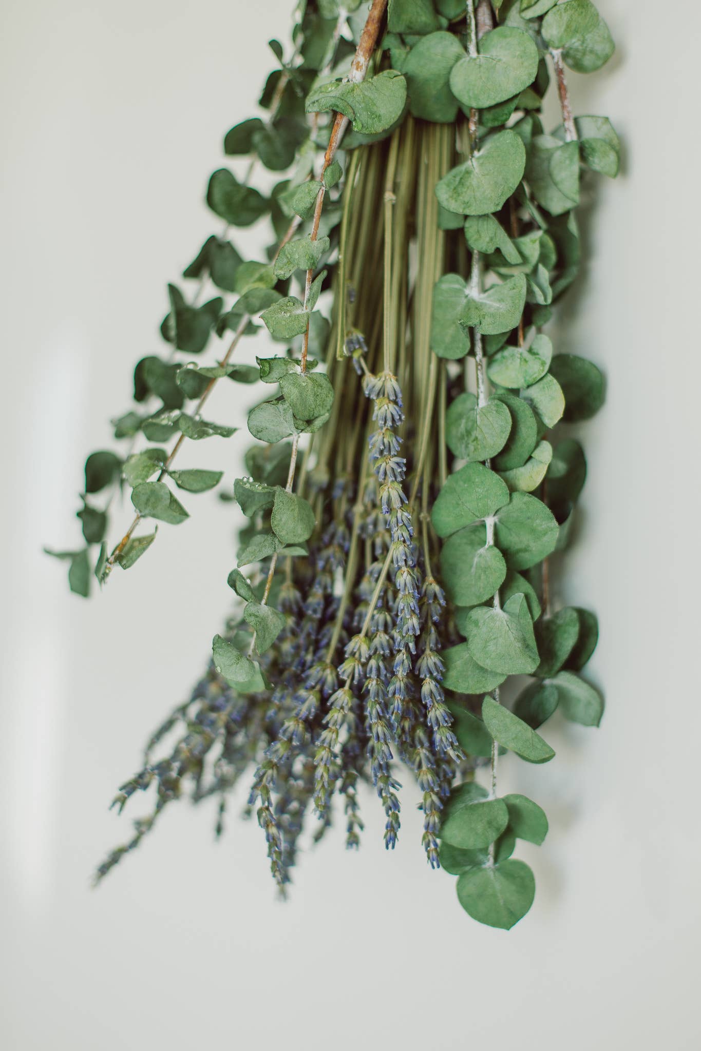 Eucalypt Co. - Eucalyptus + Lavender Shower Bundle: Large