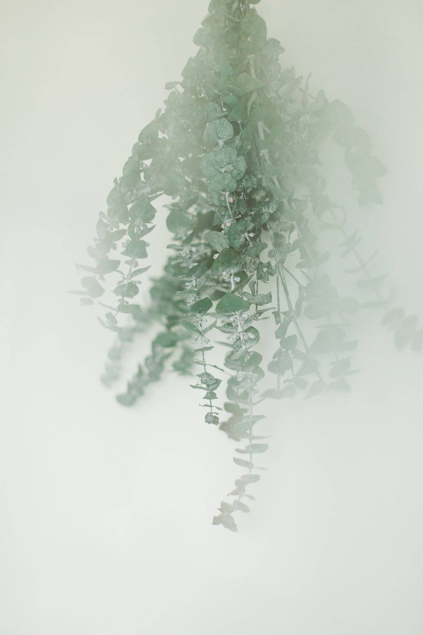 Eucalypt Co. - Eucalyptus Shower Bundle: Large